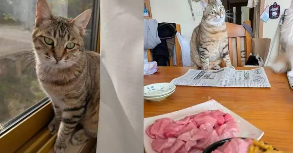 見飼主吃生魚片即跳上餐桌 虎斑貓緊盯瘋狂「暗示」引網笑：獵人的眼神！