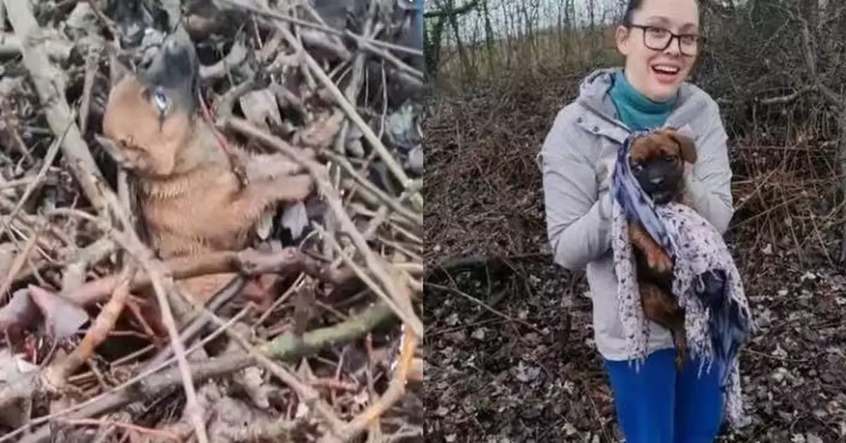 受困樹枝泥地無法脫身 受虐狗狗見人靠近即淒厲尖叫 獲救後逐漸放下恐懼
