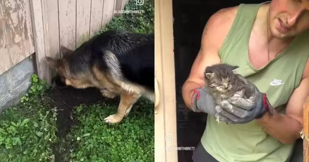 廢棄棚屋外瘋狂嗅聞挖地 兩德國牧羊犬意外救出兩隻虛弱小貓