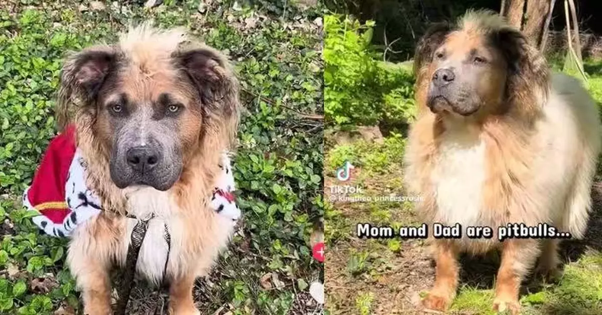 100%純血統！比特犬擁「飄逸長髮」似搖滾明星爆紅 專家揭背後原因