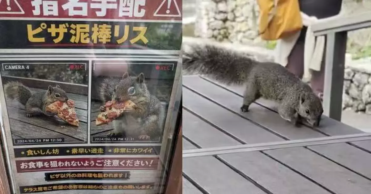 日本公園貼「松鼠小偷」通緝令 遊客以為AI惡搞轉頭即遭本尊打劫