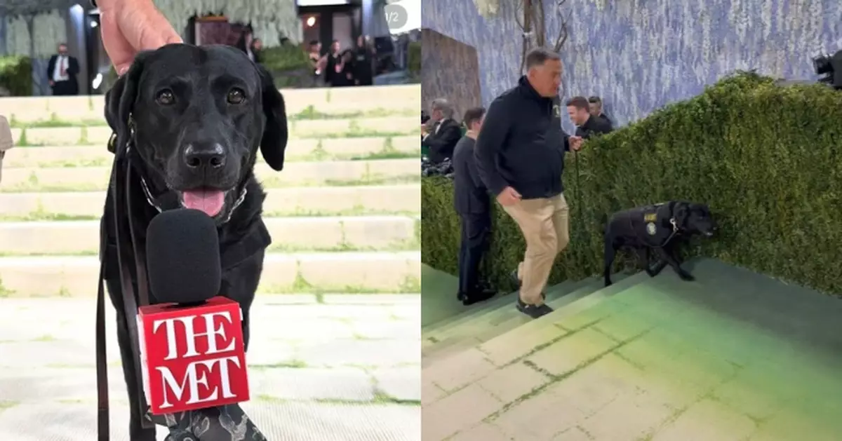 Met Gala最萌保安登場！搜救犬露娜盡責巡邏意外成紅毯外最亮眼明星