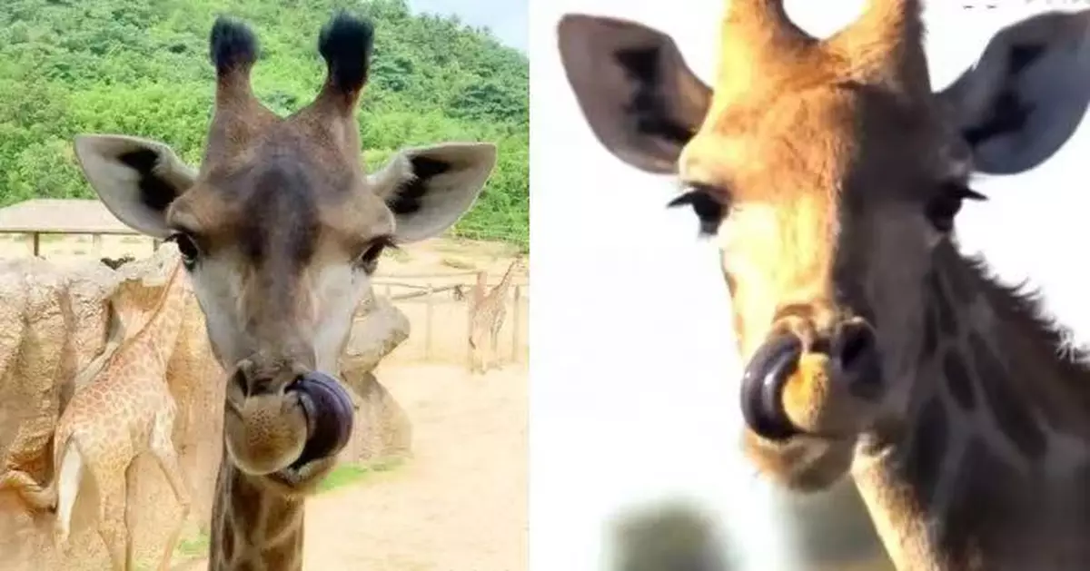 杭州動物園長頸鹿伸脷「挖鼻孔」爆紅引網笑唔體面 保育員：在清潔鼻腔