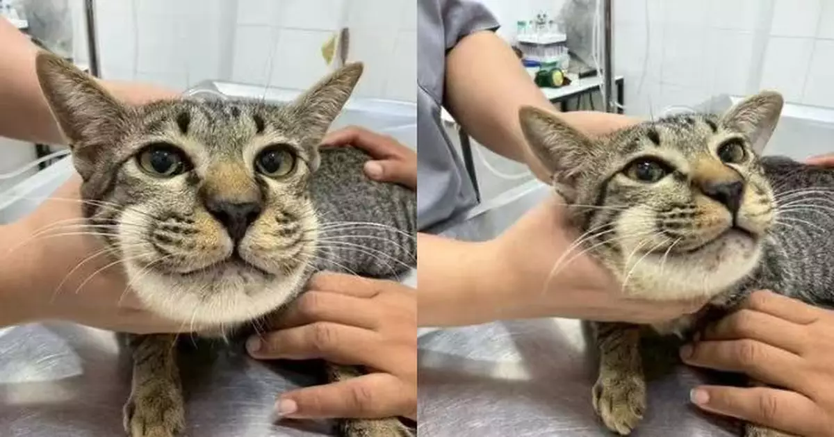 貓貓精神不振被餵必理痛臉部浮腫險死 獸醫警告勿亂餵寵物人類藥品
