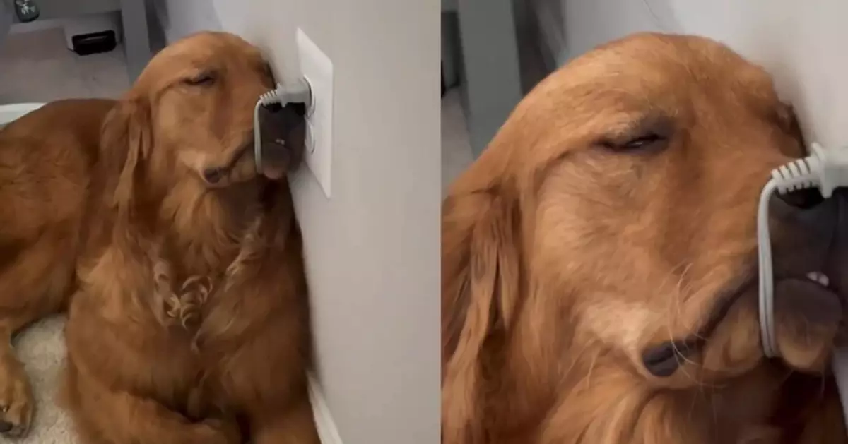 陪主人工作意外睡著 黃金獵犬頭掛電線靠牆熟睡萌翻網民：牠在充電！