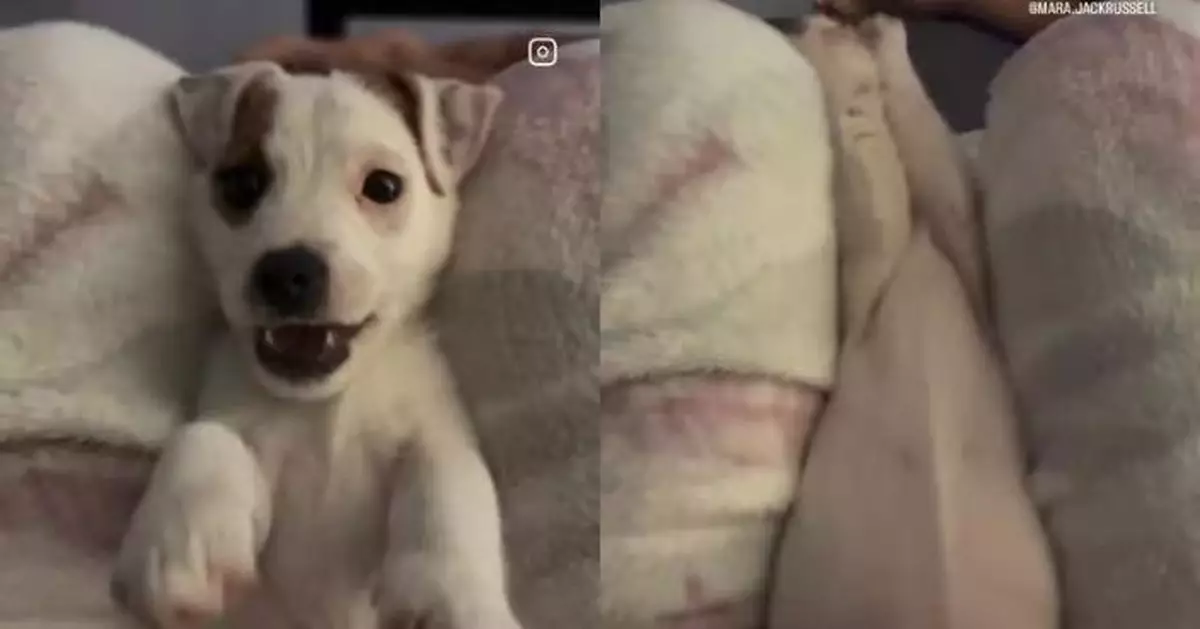 卡主人腿縫反覆向後仰等拉起 傑克羅素梗犬沉迷玩「信任遊戲」萌翻網民
