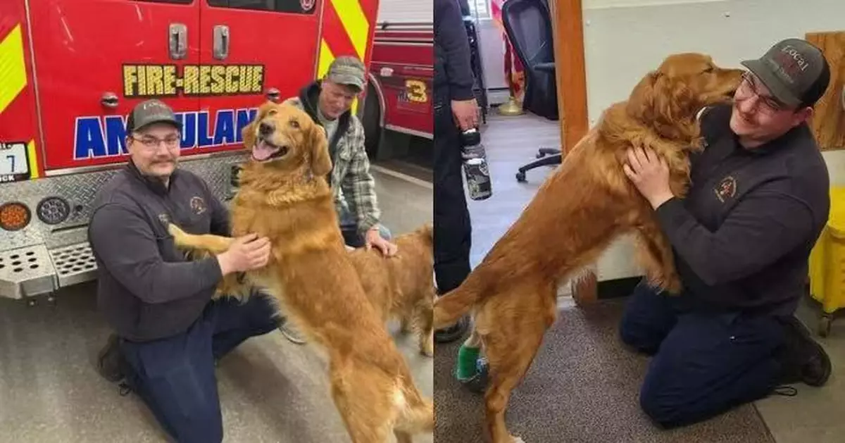 雪地玩耍踩中太陽能燈血流不止 金毛犬獲消防員即時止血救回一命