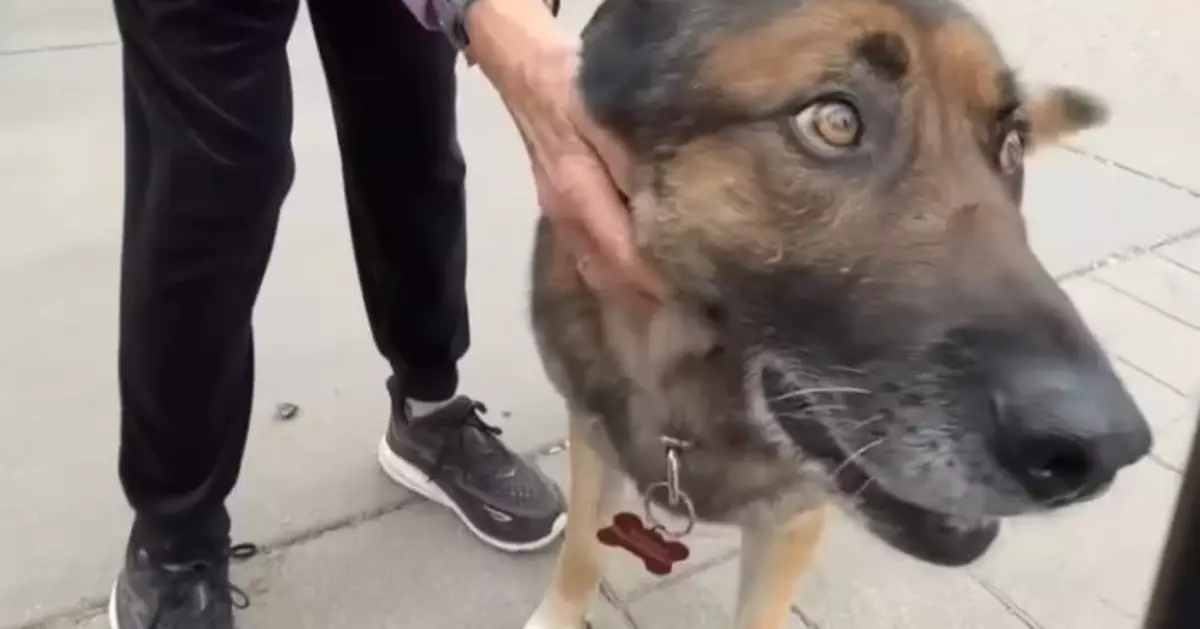 遛狗突遭狂犬病山貓撲倒 女飼主獲愛犬挺身搏鬥挽回性命：牠是我的英雄！