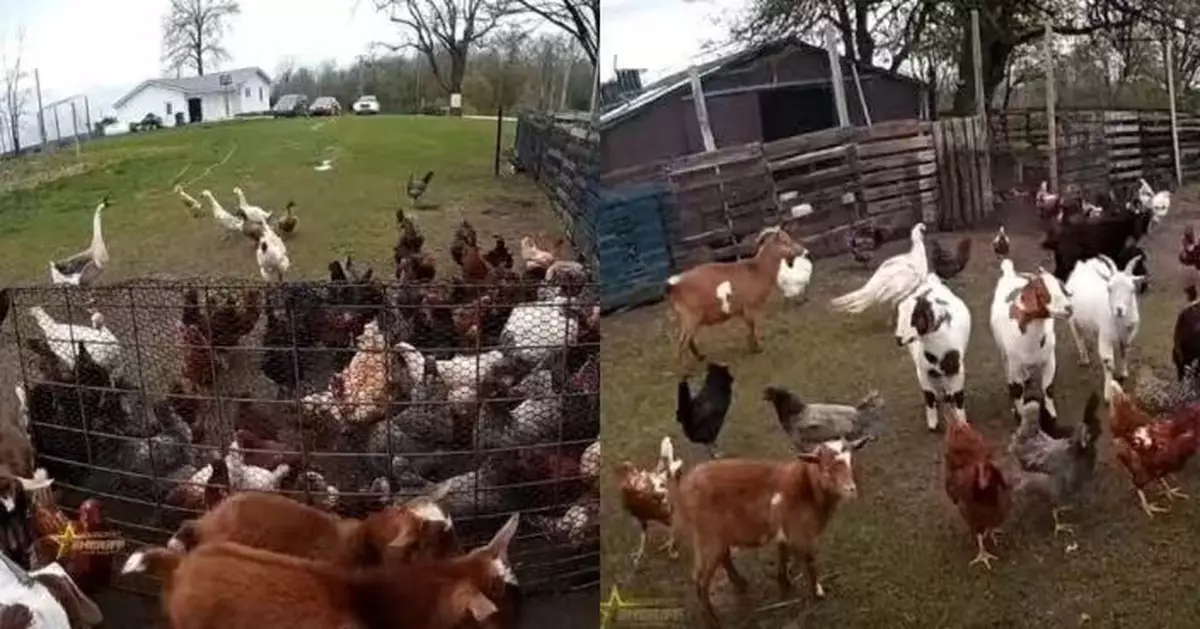 美農場動物集體「離家出走」 雞鴨鵝山羊湧上馬路 警員到場逐一趕回圍欄