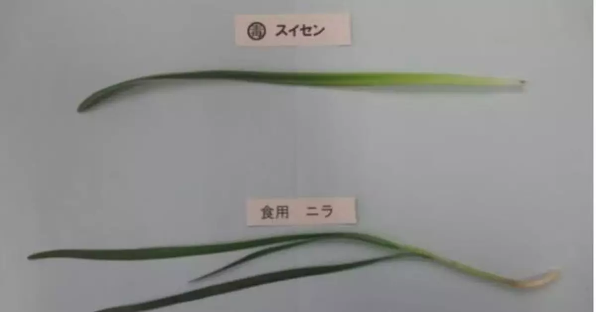 誤將水仙當韭菜煮餸 日本一家3口飯後食物中毒嘔吐腹瀉被緊急送院
