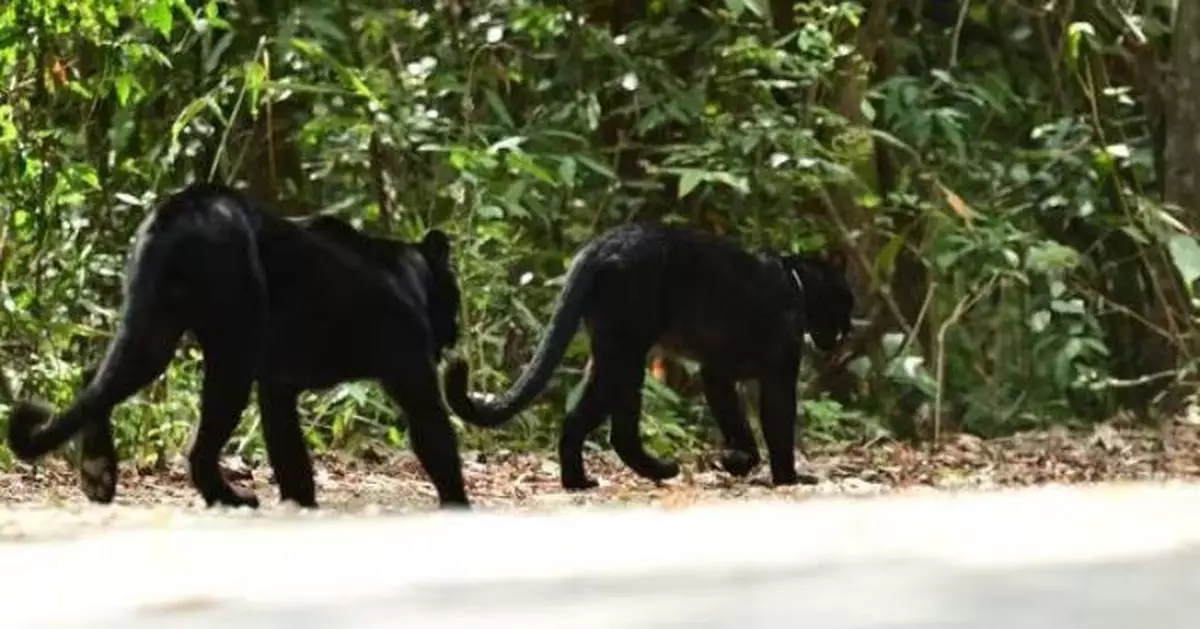 泰國國家公園驚現2野生黑豹路邊放閃「交配」 園方：反映生態系統健康