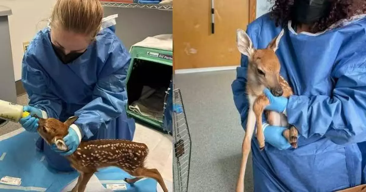 疑迷走失一路尾隨路人逛街 初生白尾鹿BB獲野生動物中心收留照護逐漸康復