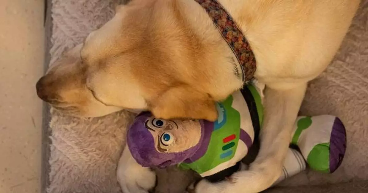駐院犬為兒童醫院帶來慰藉 助病人減壓添歡樂