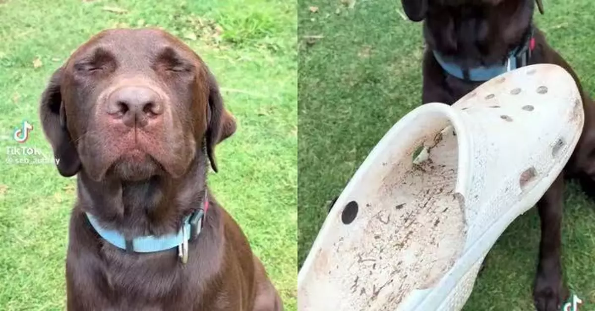 咬爛飼主Crocs洞洞鞋 拉布拉多犬遭拷問全程閉眼裝傻 心虛反應惹爆笑