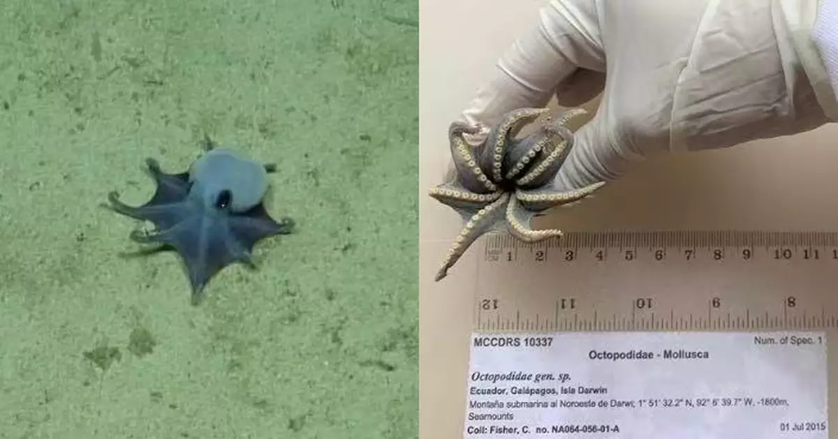 從未見過！加拉巴哥深海5cm迷你藍色八爪魚 全球暫僅一標本 科學家不捨解剖