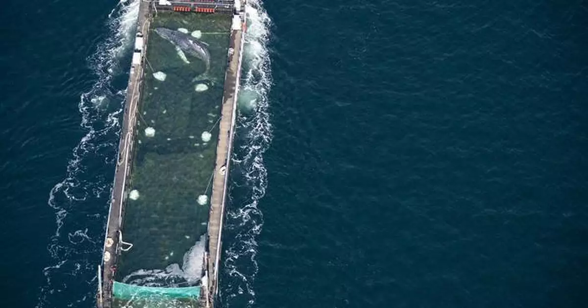 擱淺數周座頭鯨「添美」獲救 北海放生重返大西洋