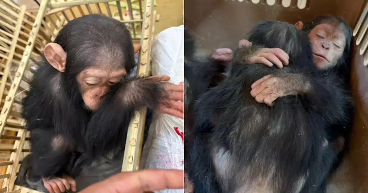 埃及機場動物走私！麻醉幼年黑猩猩藏木箱　連同大批珍稀爬蟲類疑運印度
