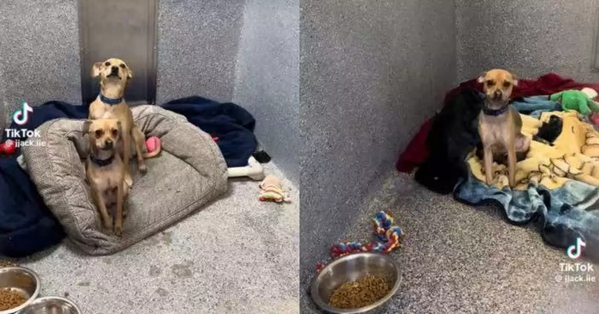 同籠夥伴被領養離開 美收容所吉娃娃犬獨坐空位旁失落張望惹心酸