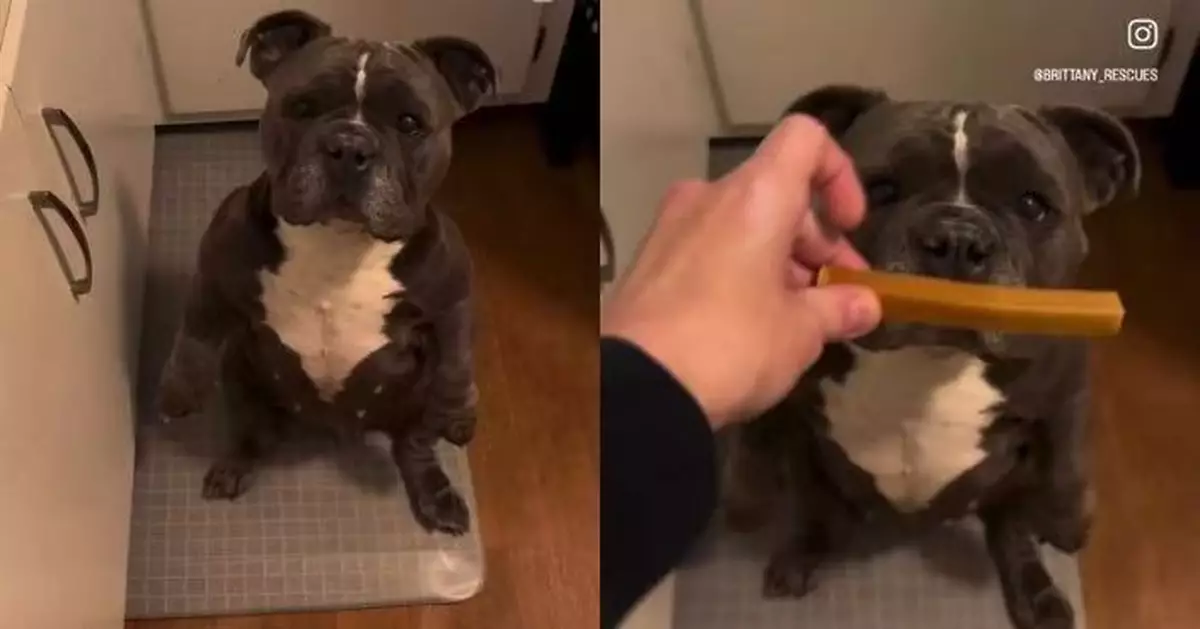 乖巧站立等主人投餵乳酪棒 惡霸犬前肢自然垂下姿勢似足人類萌翻網民