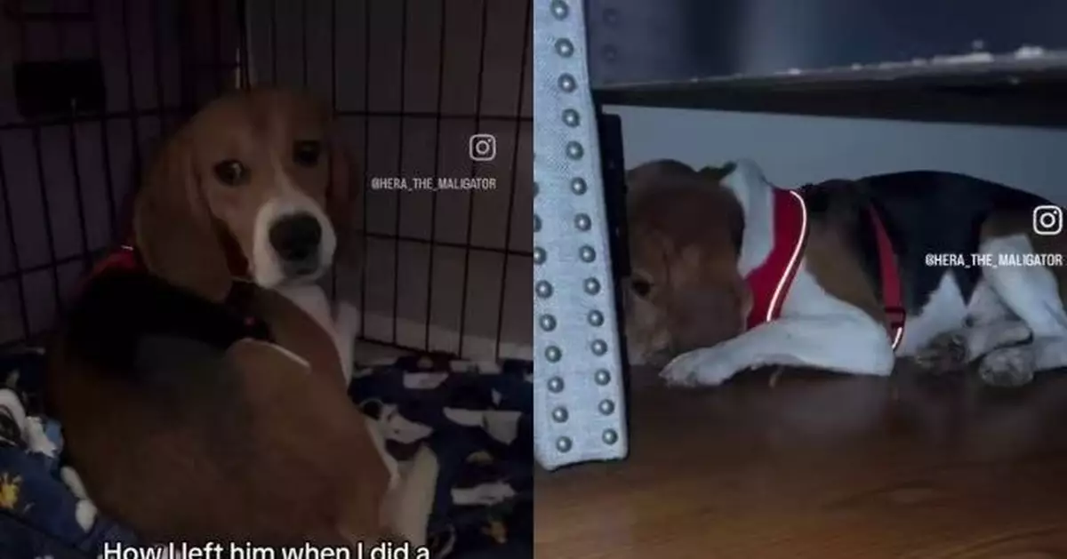 被困繁殖場多年活在恐懼中 米格魯犬遇馬利諾犬安撫後暖心蛻變終學會信任
