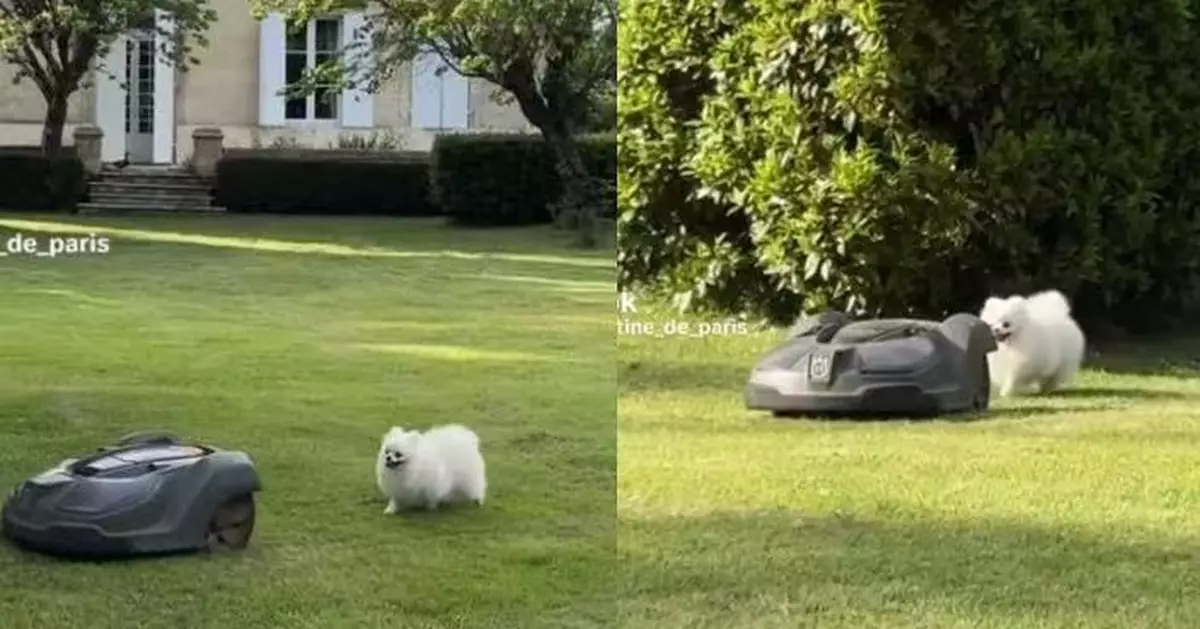 找到最佳玩伴！內向博美犬日日尾隨割草機散步畫面溫馨又可愛