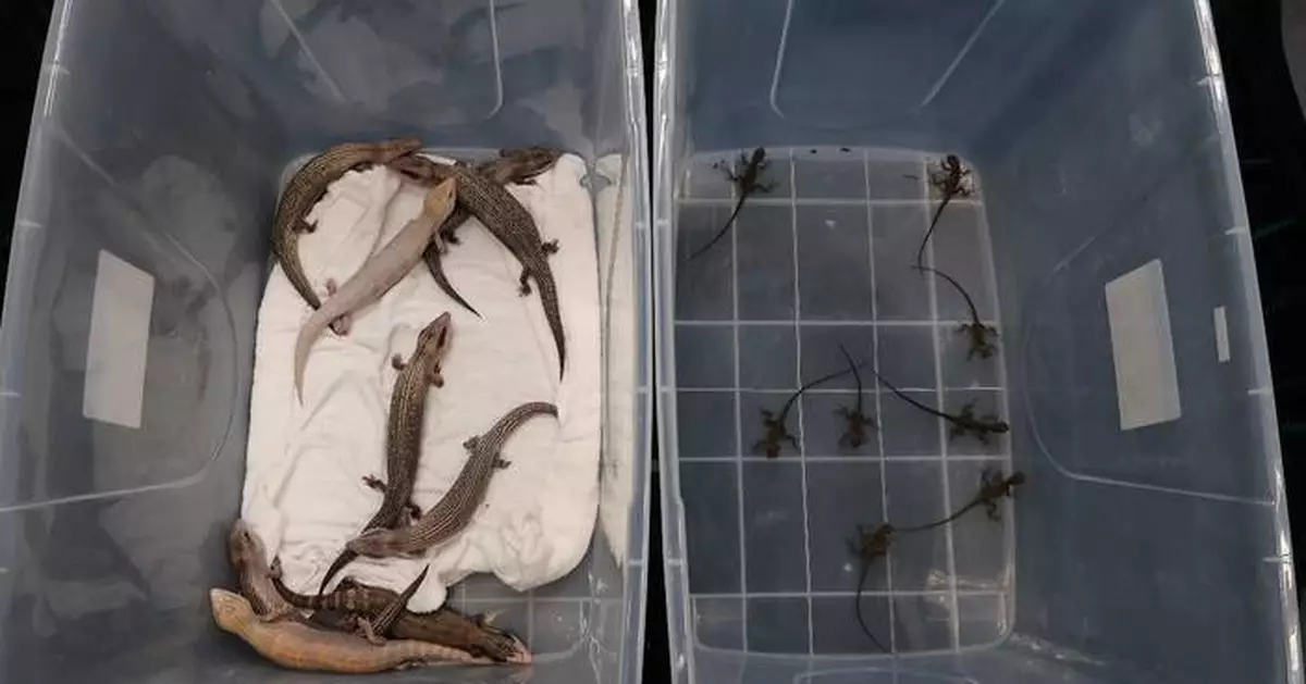 海關深圳灣管制站檢獲17隻懷疑受管制屬瀕危物種活蜥蜴