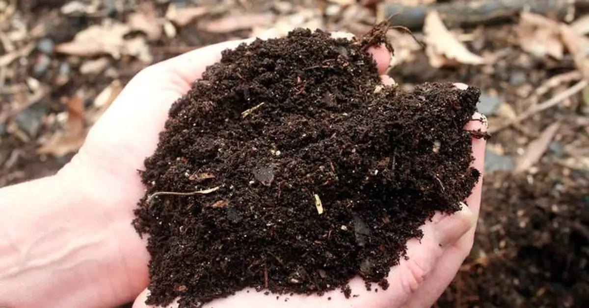 園藝迷必讀 拆解常見種植謬誤 避免浪費金錢心力