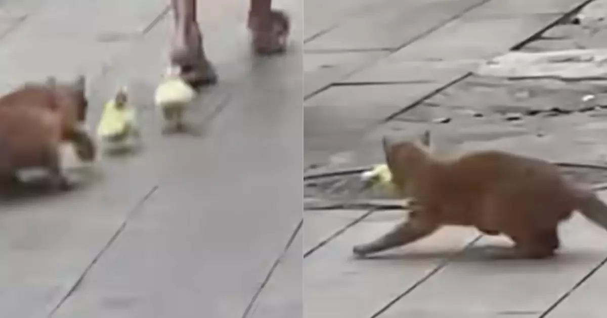 寵物鴨隨飼主街頭散步遭橘貓閃電突襲 2秒被擄走畫面瘋傳萬人看傻