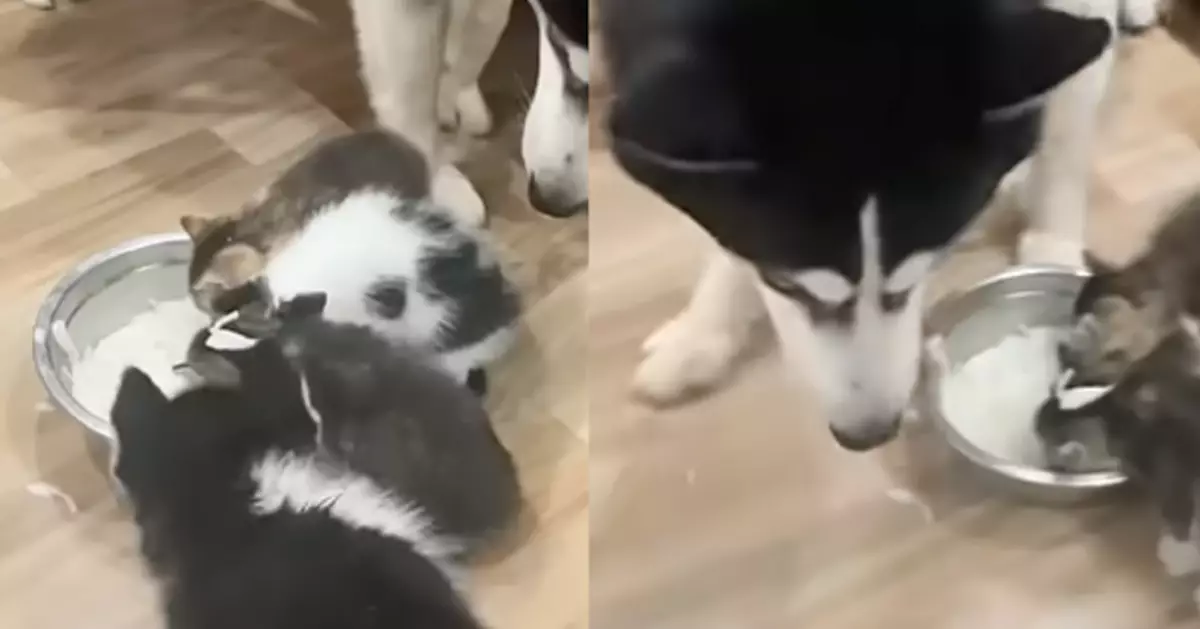 哈士奇媽媽守貓咪用餐　親生幼犬反遭驅趕露委屈眼神：我才是你親生的