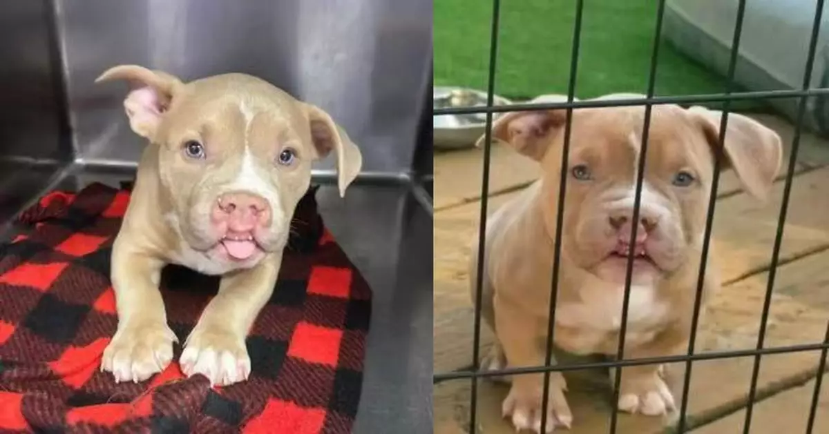 天生唇裂卻憑可愛萌翻收容所 美混種鬥牛犬幼犬獲收治不足兩周即被領養