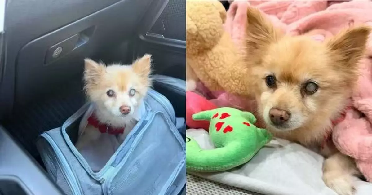 愛犬失蹤12年奇跡被尋回 美國女接收容所電話一度以為詐騙