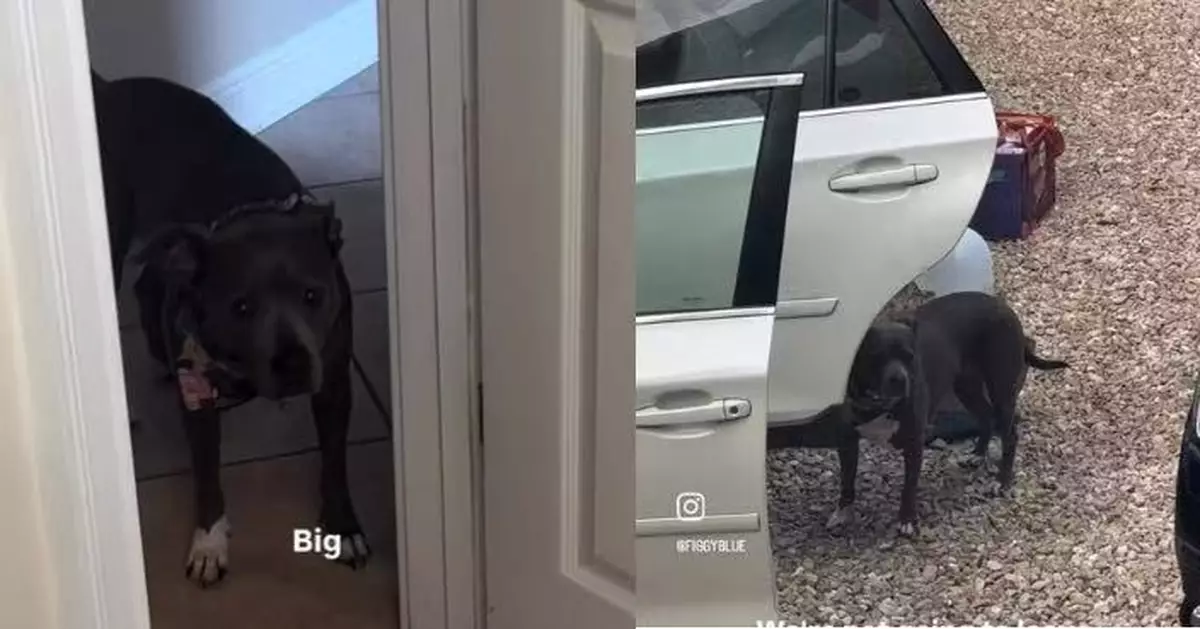 曾被遺棄陰影未散 狗狗見飼主一家打包行李即不安緊盯直至上車才安心