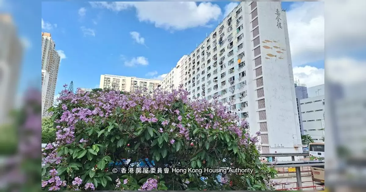 初夏限定大花紫薇浪漫登場 房委會推介瀝源邨逸東邨打卡熱點