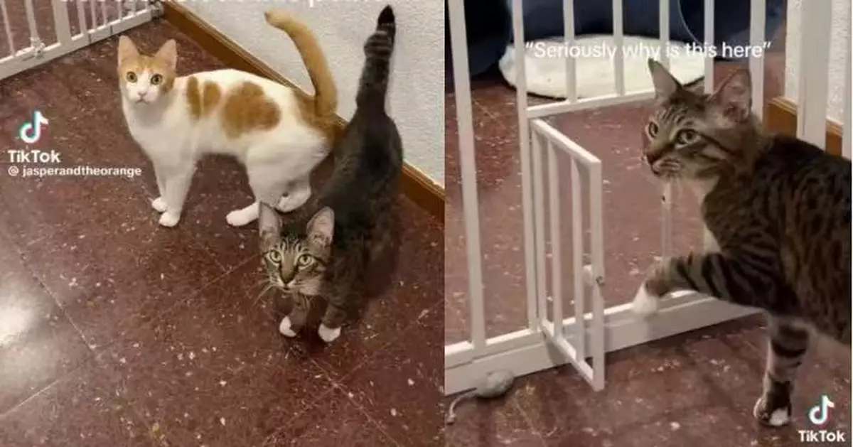飼主設安全圍欄測試兩貓反應 橘白貓輕鬆躍過虎斑貓淡定開門被讚「學霸」