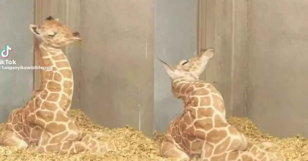 出生不足1日已吸粉無數 美動物園長頸鹿仔坐地磕眼瞓萌翻網民