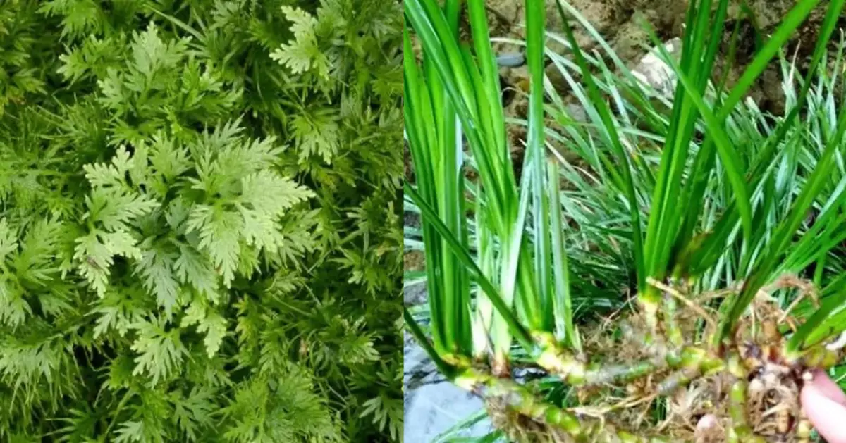 端午香囊不只驅蚊 中醫教按體質配搭艾草石菖蒲