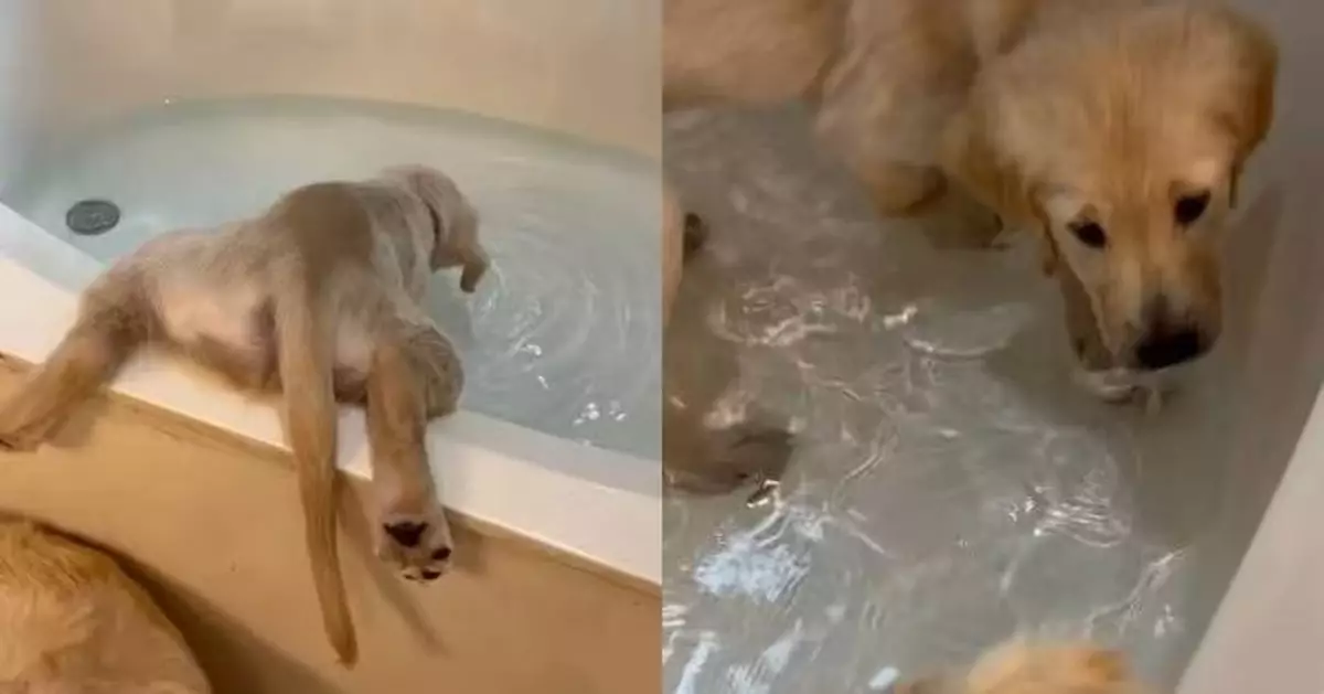 為飲水使出體操式倒立動作 金毛幼犬跣腳跌入浴缸反玩得更歡樂