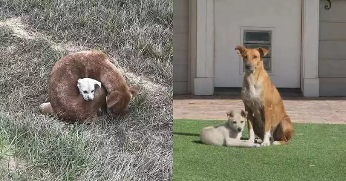 母狗寒冷街頭肉身替幼犬擋風緊緊依偎 獲救援人員送往安置處雙雙恢復健康