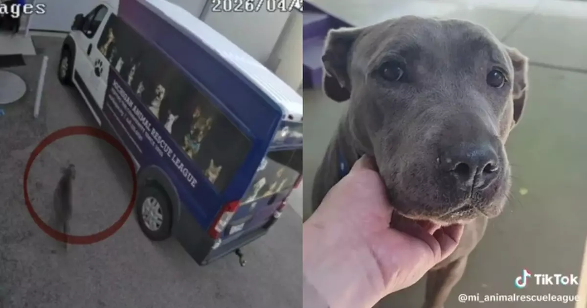 前主人離世自行投靠動物收容所 狗狗見職員開門毫不猶豫入住