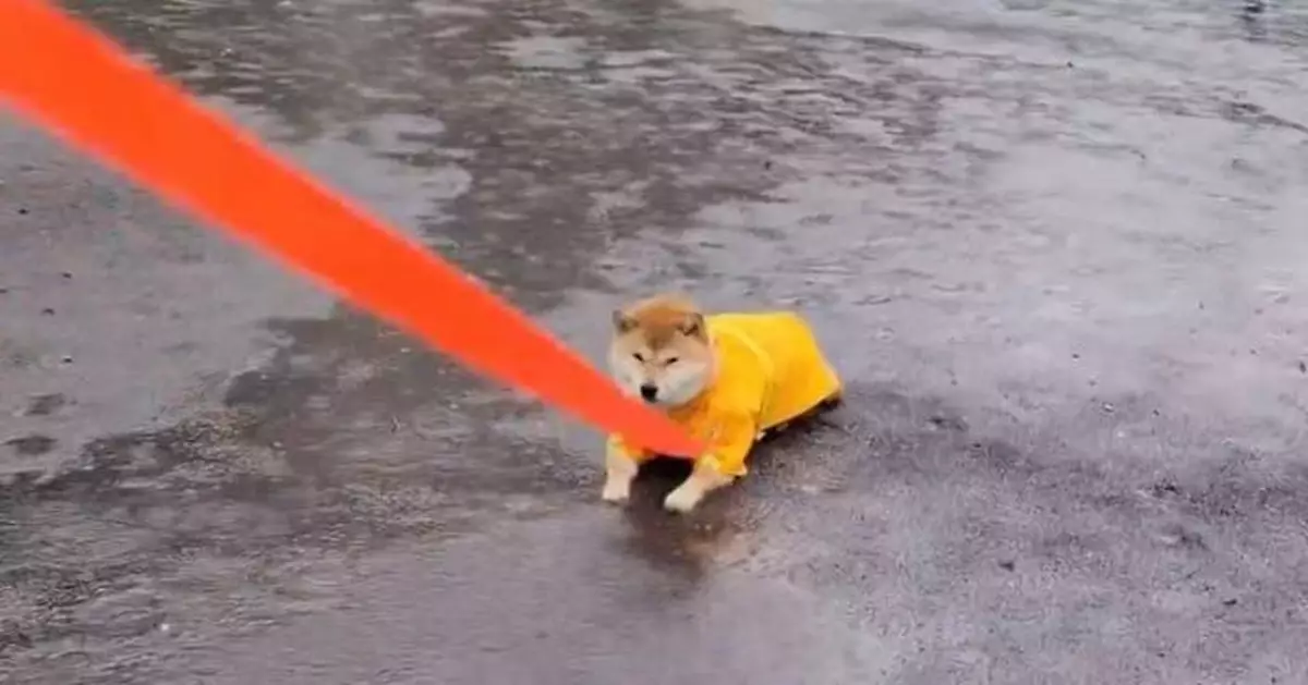 雨天也堅持外出 柴犬無視飼主趴水坑任雨珠落身上惹爆笑
