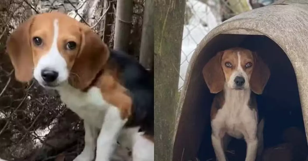 米格魯犬不願捕獵遭主人關舊鐵籠 動保人員堅持逾1年救出助重獲自由