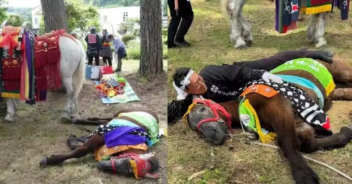 日本小馬祭典前躺平補眠拒「返工」網民笑：睇到週一的我