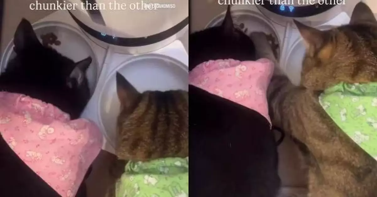 與同伴吃同份量貓糧 虎斑貓身形愈發圓潤 飼主翻看監控器揭牠1舉動暗中「加餐」