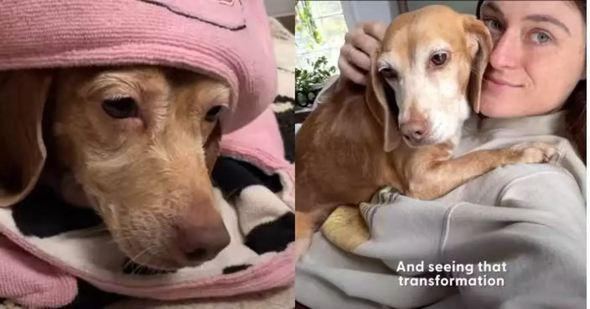 曾在馬路中央無助徘徊 流浪犬被收養後獲飼主耐心陪伴終學會信任人類