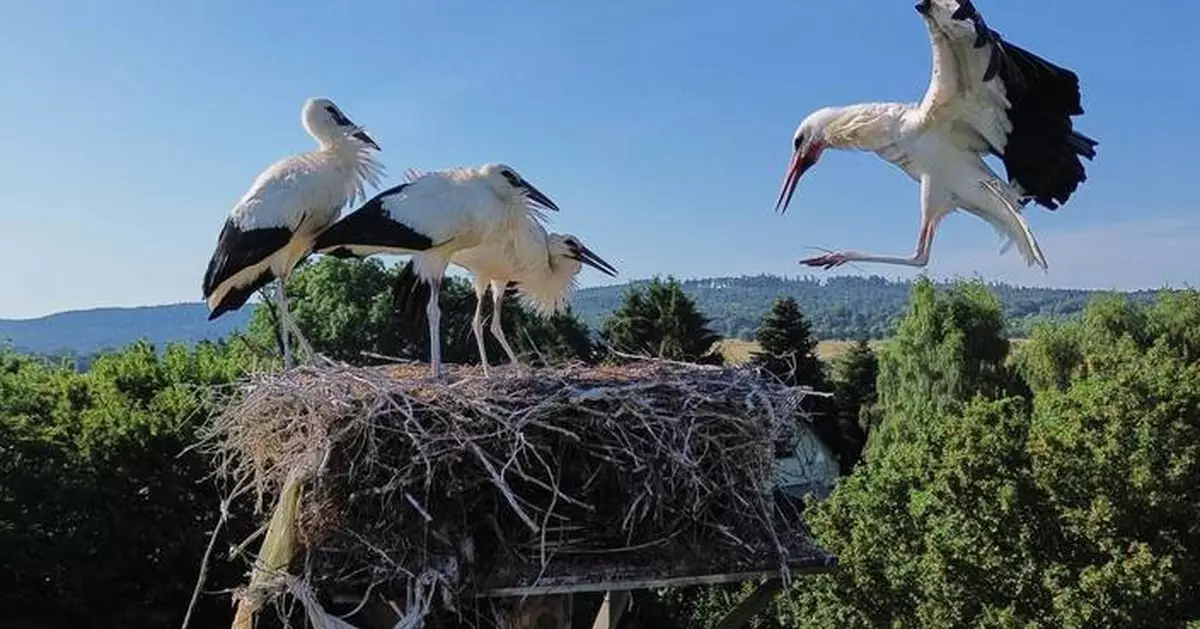 歐洲高溫｜不只人類受影響 野生動物亦面臨威脅 專家教你如何應對