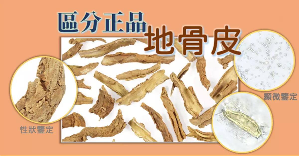 區分正品地骨皮與混淆品