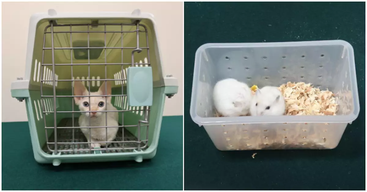 海關一日破3宗走私動物案拘3名內地抵港男子　檢獲雀鳥、貓隻及倉鼠