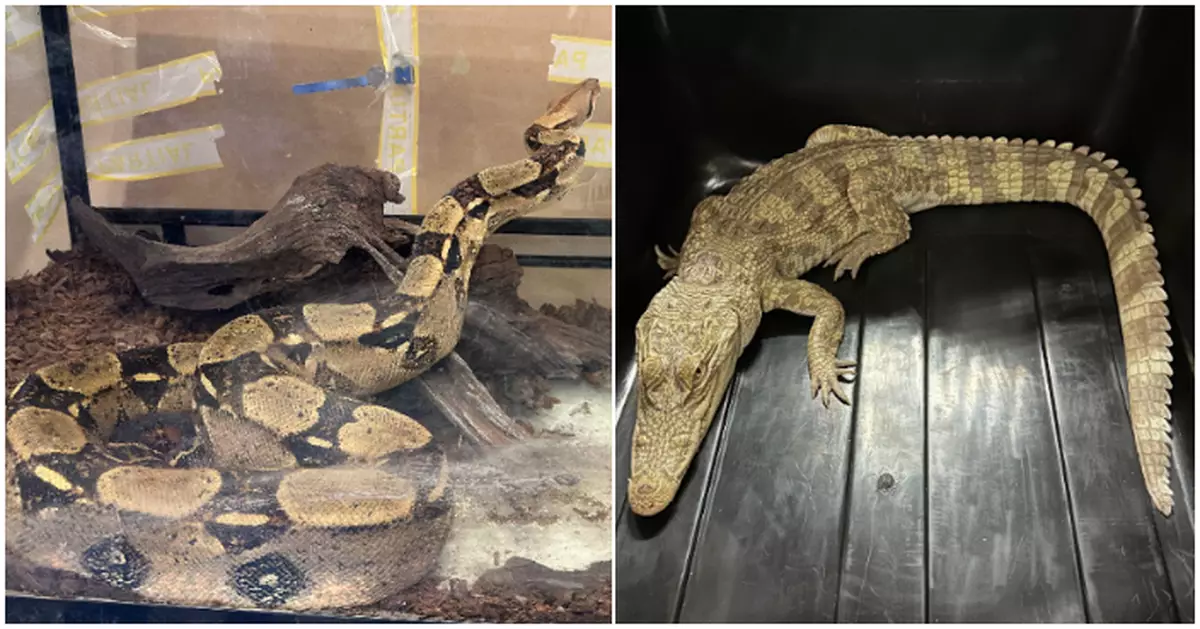 警深水埗住宅檢63隻動物  30隻屬瀕危物種　35歲女稱作教育用途被捕