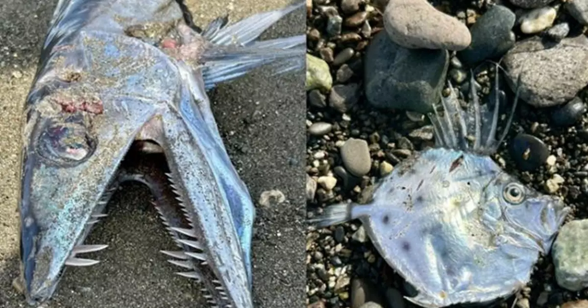 日本靜岡驚現蛇形怪魚！尖牙利鰭嚇壞網民：似遊戲水中怪獸