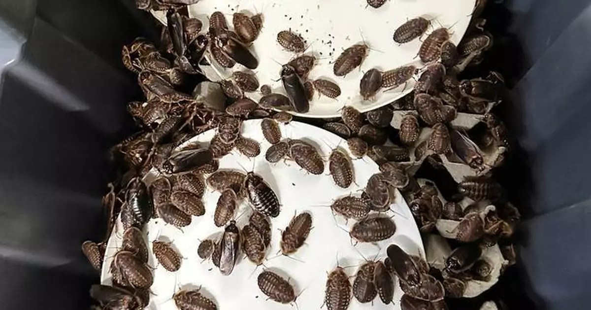 澳洲充公超十萬隻非法蟑螂 歷來最大宗外來無脊椎動物案